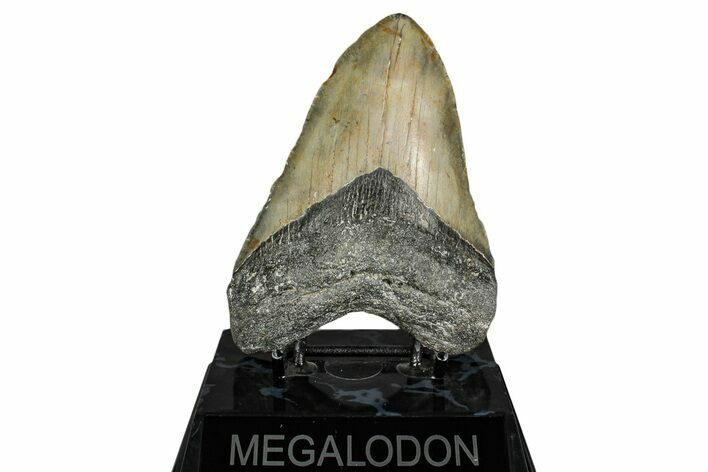 Fossil Megalodon Tooth - North Carolina #355838